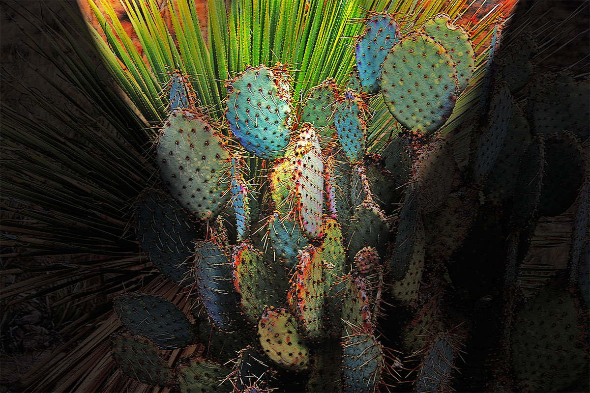 Cactus Art