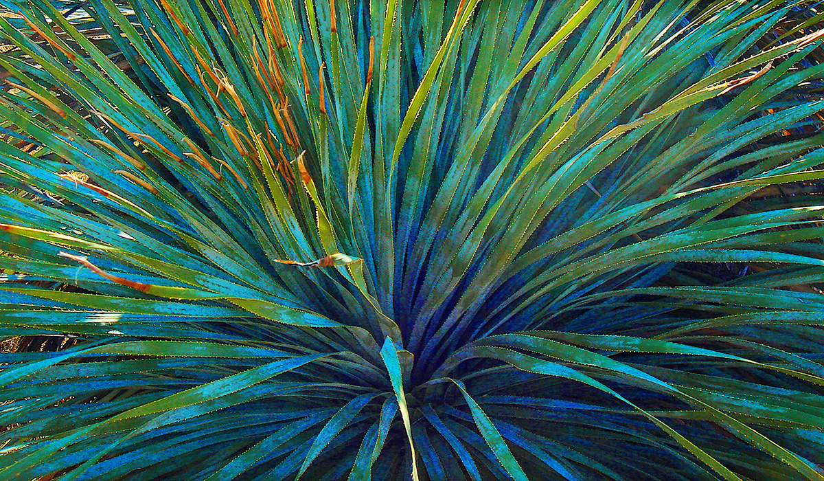 Yucca Art