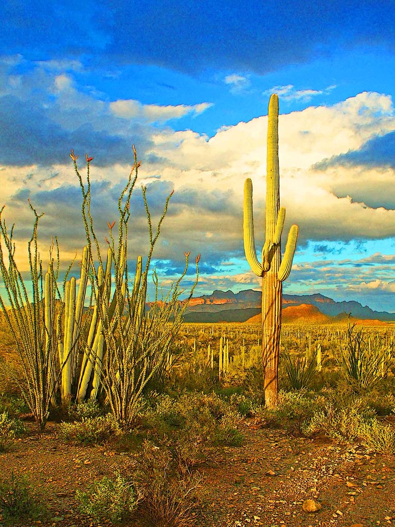 Sonoran Desert