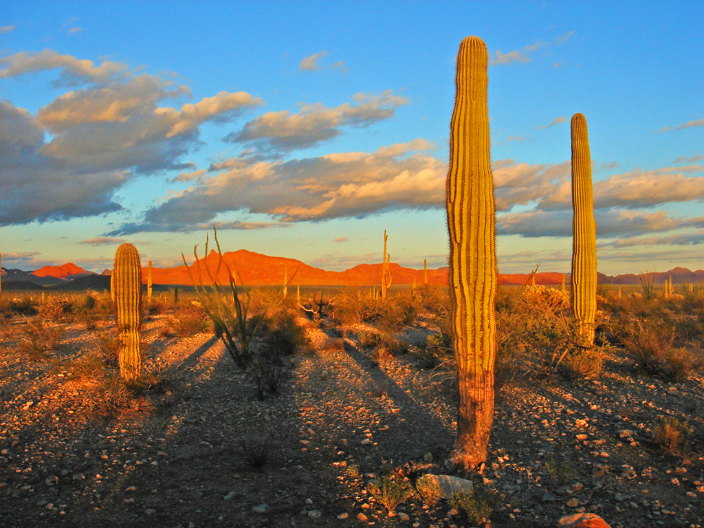 Sonoran Desert Art