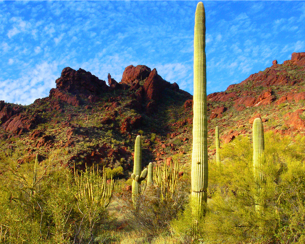 Sonoran Desert Red Rocks