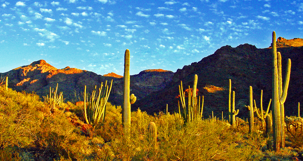 Sonoran Desert Art