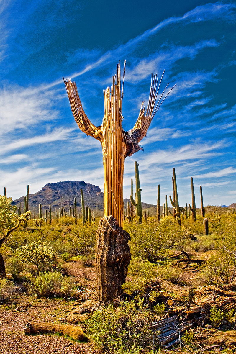 Sonoran Desert Crucifix