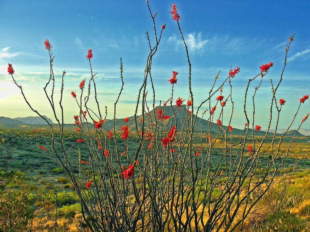 Chihuahuan Desert