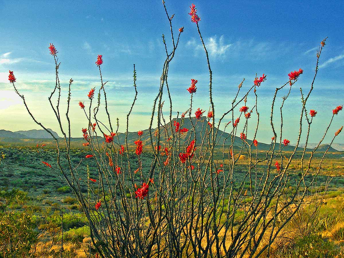 Chihuahuan Desert