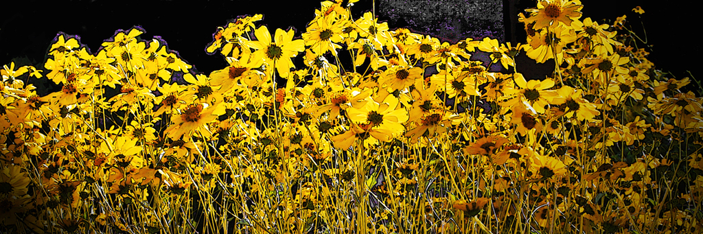 Bristle Bush Flowers