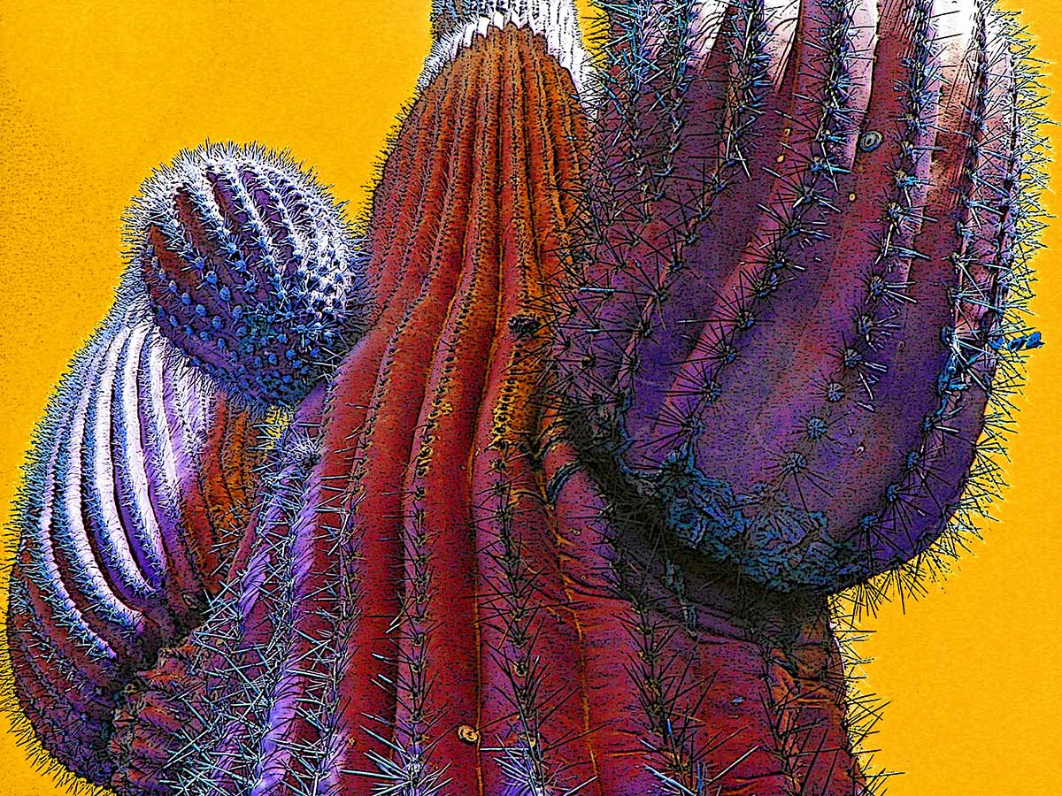 Cactus Art